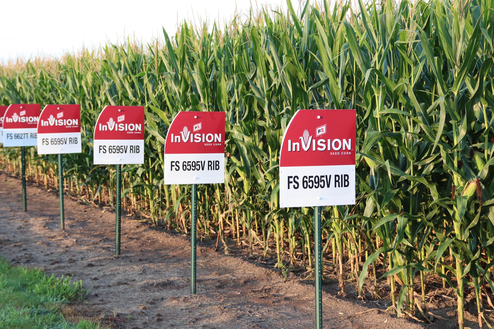 high yield corn